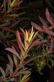 Leucadendron salignum 'Fireglow' RCP08-05 1.jpg